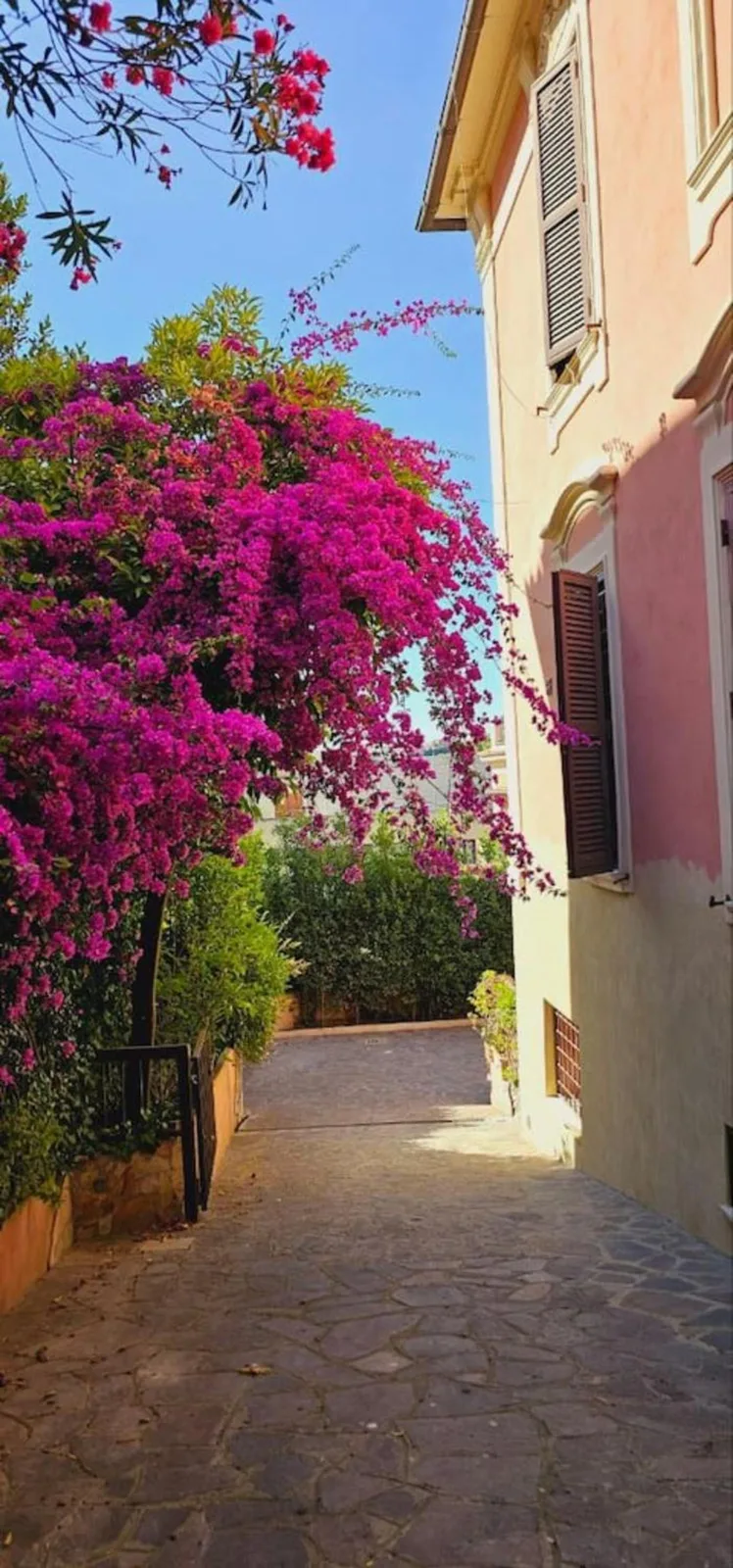La bouganville fucsia sopra il vialetto lastricato